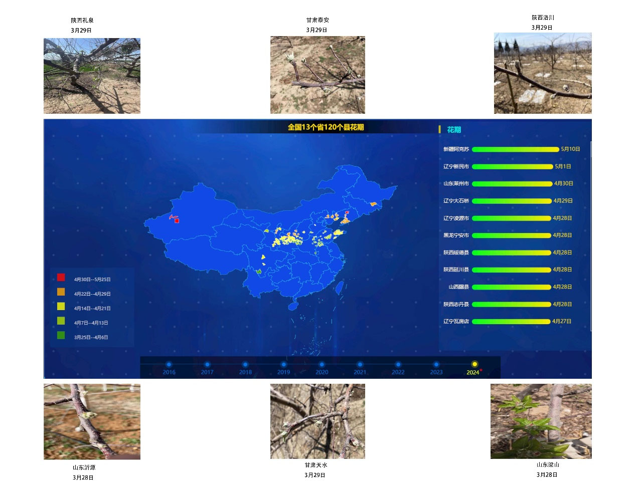 2024年全國(guó)蘋(píng)果樹(shù)預(yù)計(jì)始花期時(shí)間和部分產(chǎn)區(qū)實(shí)拍圖 