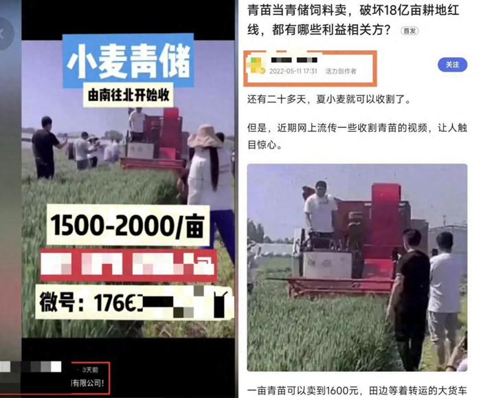 農(nóng)業(yè)農(nóng)村部相關(guān)司局負(fù)責(zé)人回應(yīng)網(wǎng)傳小麥青貯問題