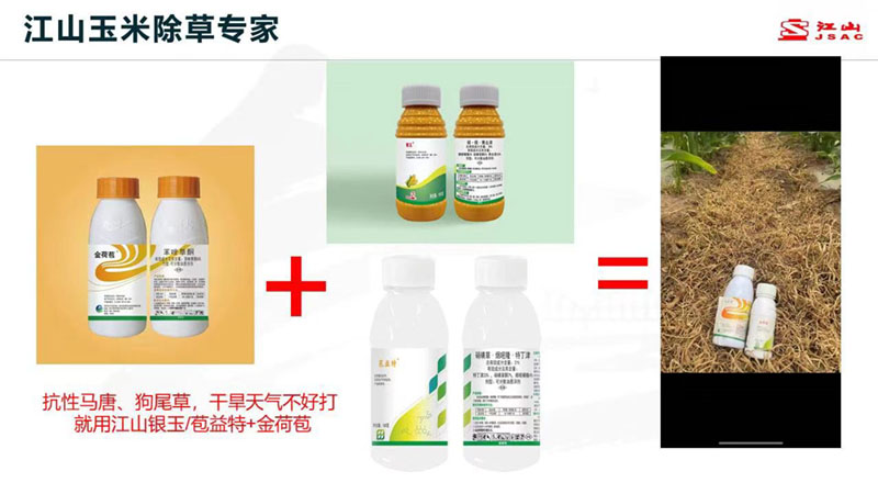 天氣干旱 玉米田超好用的除草劑方案推薦！除草干凈，不傷苗！