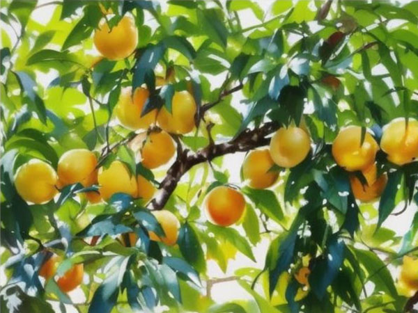 高溫天氣果樹如何安全度夏？